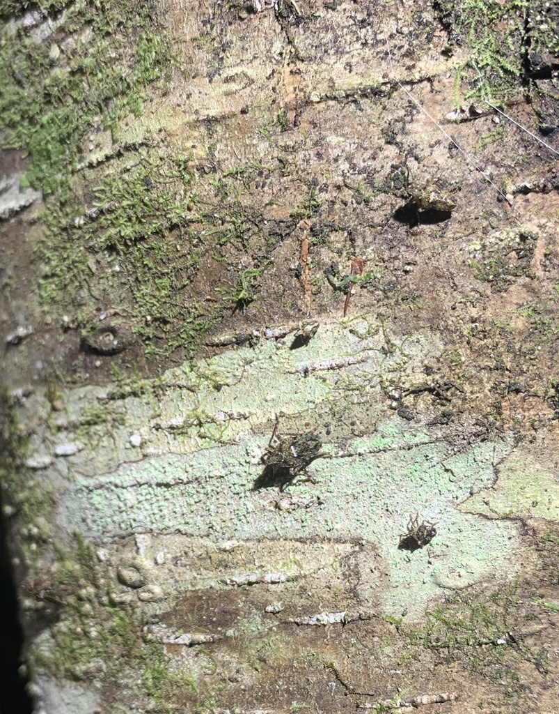 Taractellus chilensis