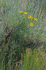 Crepis intermedia