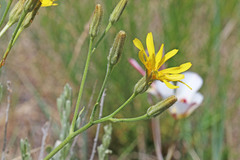 Crepis intermedia