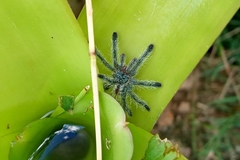 Pachistopelma rufonigrum