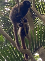 Callicebus personatus