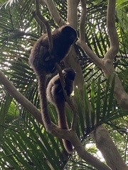 Callicebus personatus
