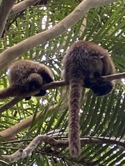 Callicebus personatus