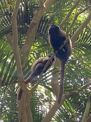 Callicebus personatus