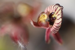 Caladenia pachychila