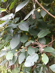 Ficus erecta beecheyana