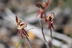 Caladenia pachychila
