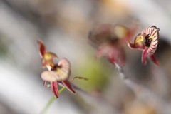 Caladenia pachychila