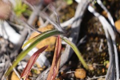 Caladenia pachychila