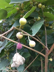 Ficus erecta beecheyana