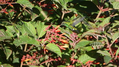 Chalybura buffonii