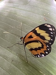 Placidina euryanassa