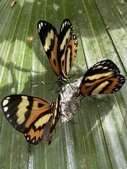 Placidina euryanassa
