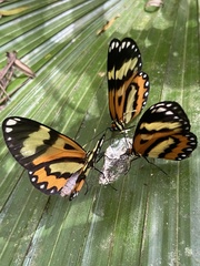 Placidina euryanassa