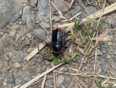 Osca lata