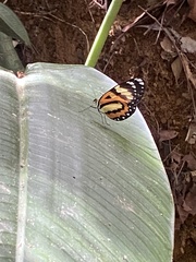 Placidina euryanassa