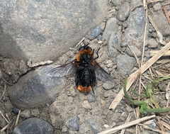 Osca lata