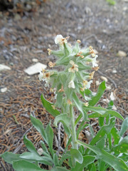 Oreocarya flavoculata