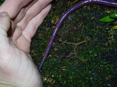 Diplotrema eungellae