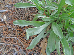 Oreocarya flavoculata