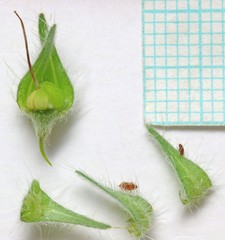 Oreocarya flavoculata