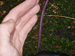 Diplotrema eungellae