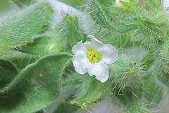 Oreocarya flavoculata
