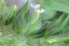 Oreocarya flavoculata