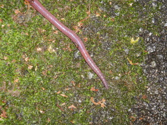 Diplotrema eungellae