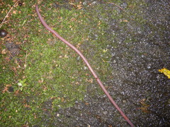 Diplotrema eungellae