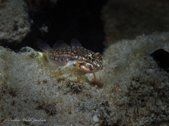 Coryphopterus dicrus