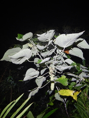 Mallotus mollissimus