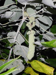 Mallotus mollissimus