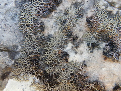 Speerschneidera euploca