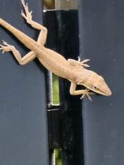 Anolis carolinensis