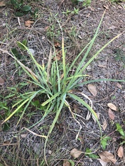 Cyperus ligularis image