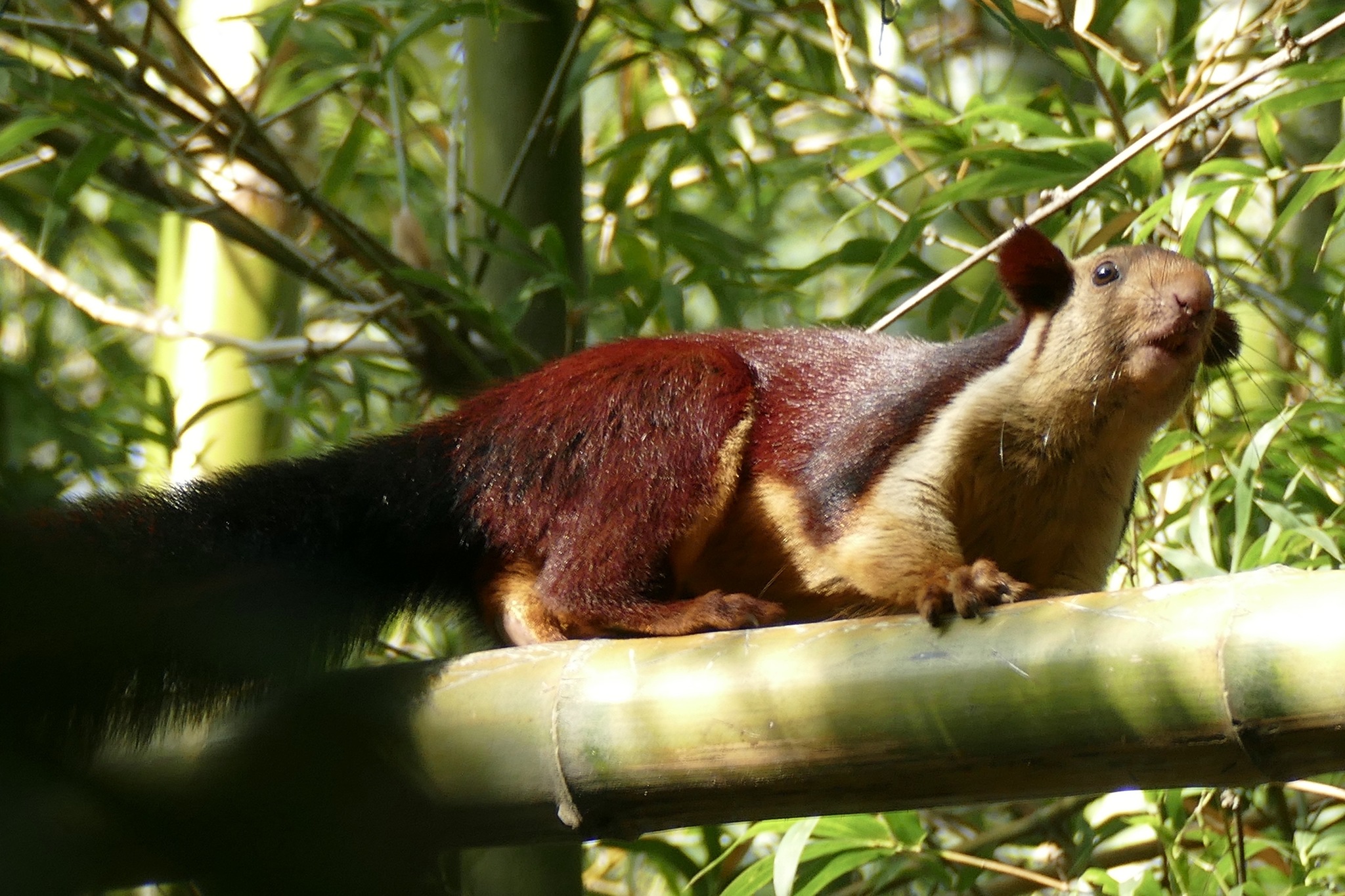 Indian giant squirrel