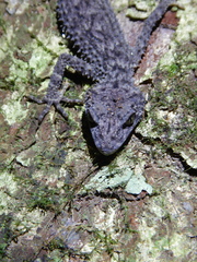 Phyllurus nepthys