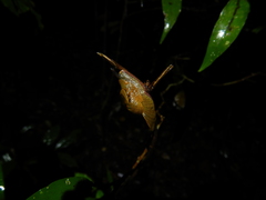 Fastosarion comerfordae