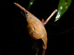 Fastosarion comerfordae