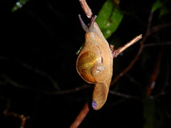 Fastosarion comerfordae