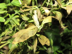 Peronospora corydalis