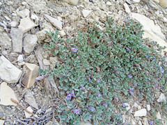 Penstemon caespitosus perbrevis