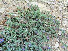 Penstemon caespitosus perbrevis