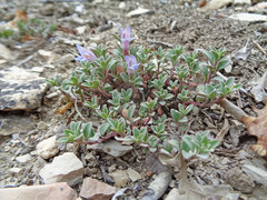 Penstemon caespitosus perbrevis