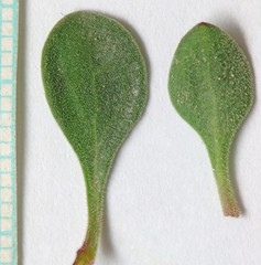 Penstemon caespitosus perbrevis