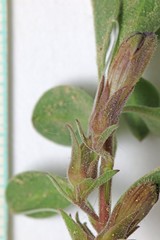 Penstemon caespitosus perbrevis