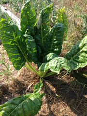 Beta vulgaris cicla
