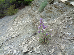 Phacelia argillacea