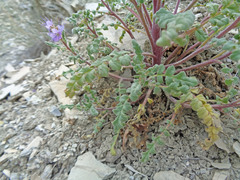 Phacelia argillacea